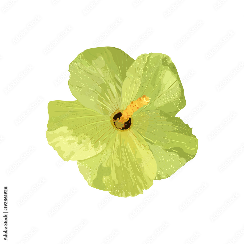 Isolated yellow Hibiscus tropical plant. Collection with hand dr - obrazy, fototapety, plakaty 