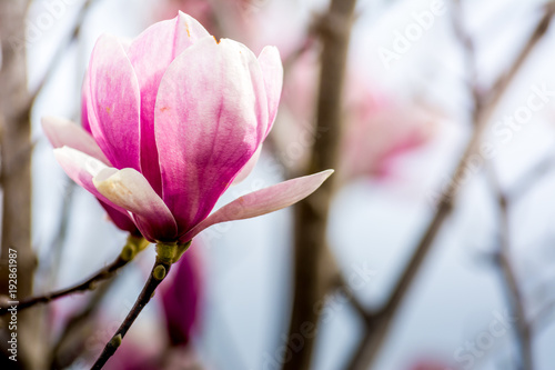 Horizontal View of Close Up of Flowered Magnolia Branch On Blur Background