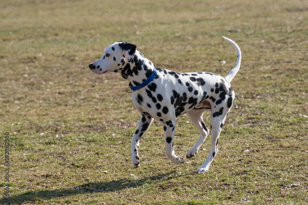 Adorable Black Dalmatian dog running outside in the park