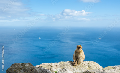 Monkey Gibraltar