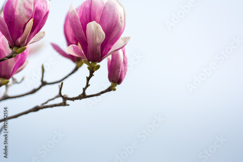 Horizontal View of Close Up of Flowered Magnolia Branch On Blur Background