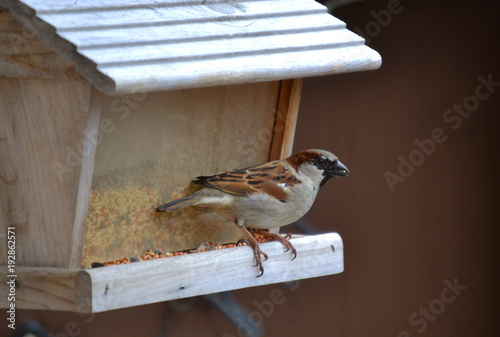 Male sparrow at bird feeder
