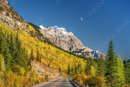 Golden Aspen Autumn colors on the Icefields Parkway - Banff National Park