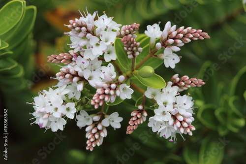 Fototapeta Naklejka Na Ścianę i Meble -  Fleurs blanches  de hébé (Véronique arbustive) dans le gardin gros plan.