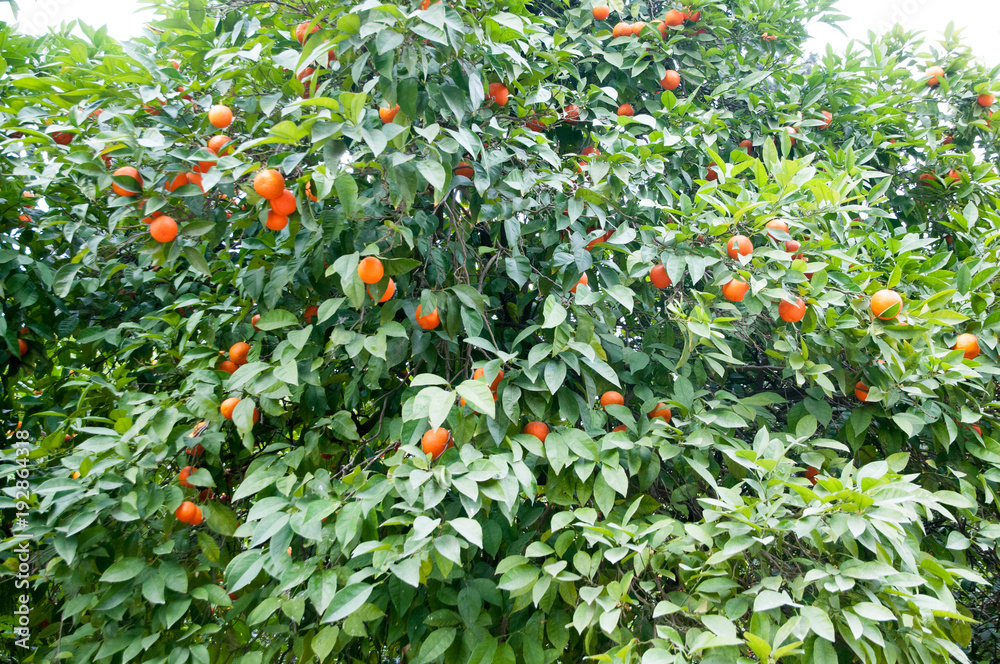 Orange trees in Seville