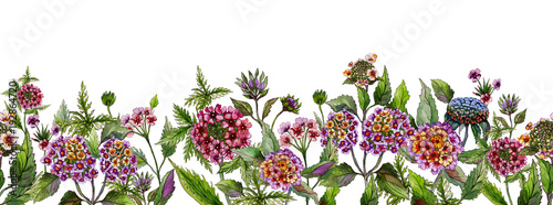 Colorful summer wide banner. Beautiful lantana flowers with green leaves on white background. Horizontal template. Seamless panoramic floral pattern. Watercolor painting.