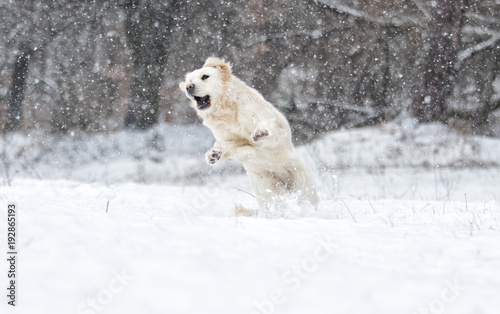 golden retriever dog jumping on snow