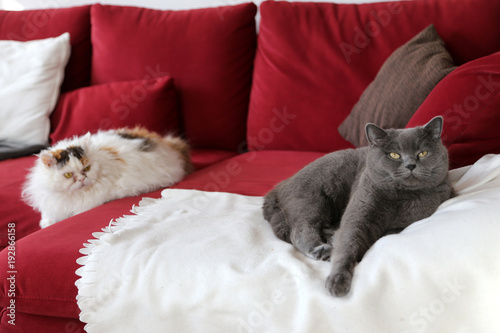 Zwei Katzen, Britisch Kurzhaar und Selkirk Rex auf dem Sofa liegend