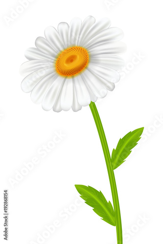 White camomile on white background