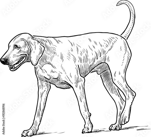 Sketch of a walking hound