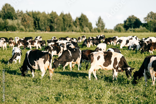 Herd of black and white cows in summer sunny field in countryside on pasture. Funny mammal animals wildlife outdoor at nature on green field. Livestock and cattle breeding. Agriculture at farm.