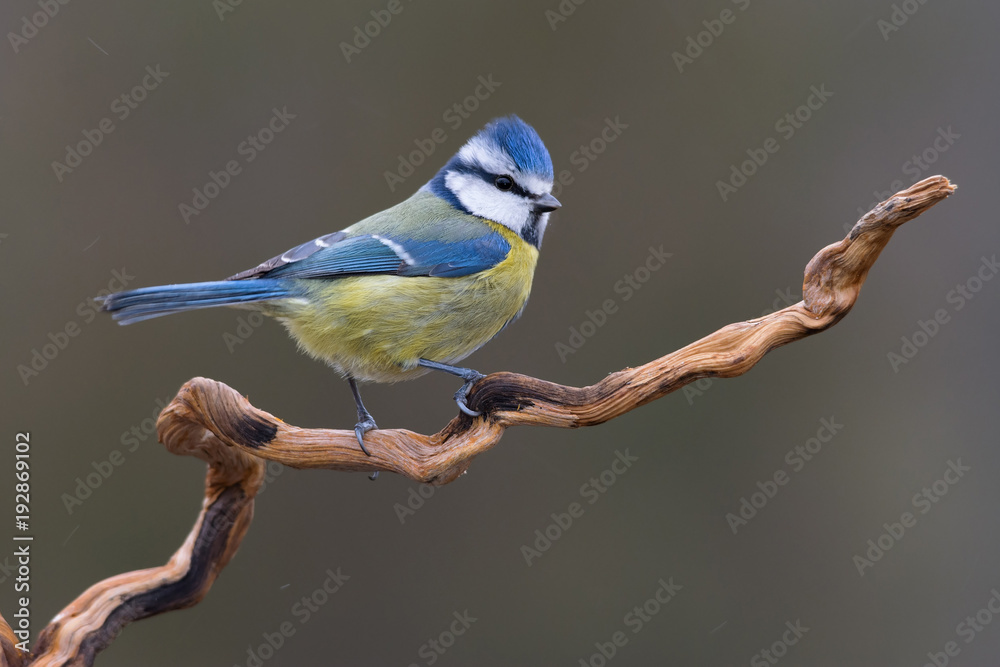 A nice bluetit (Cyanistes caeruleus) perched on a branch against a dark background and a soft cloudy light. Taken in a spanish forest. A nice bluetit (Cyanistes caeruleus) perched on a branch against a dark background and a soft cloudy light. Taken in a spanish forest.