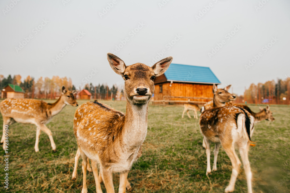 Group of roe deers wildlife in zoo outdoor in summer. Doe and fawn in Eatern Europe nature territory. Mammal beautiful animals habits. Big deer family outdoor eating grass. Herbivore lifestyle. Group of roe deers wildlife in zoo outdoor in summer. Doe and fawn in Eatern Europe nature territory. Mammal beautiful animals habits. Big deer family outdoor eating grass. Herbivore lifestyle.