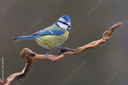 A nice bluetit (Cyanistes caeruleus) perched on a branch against a dark background and a soft cloudy light. Taken in a spanish forest.  photo