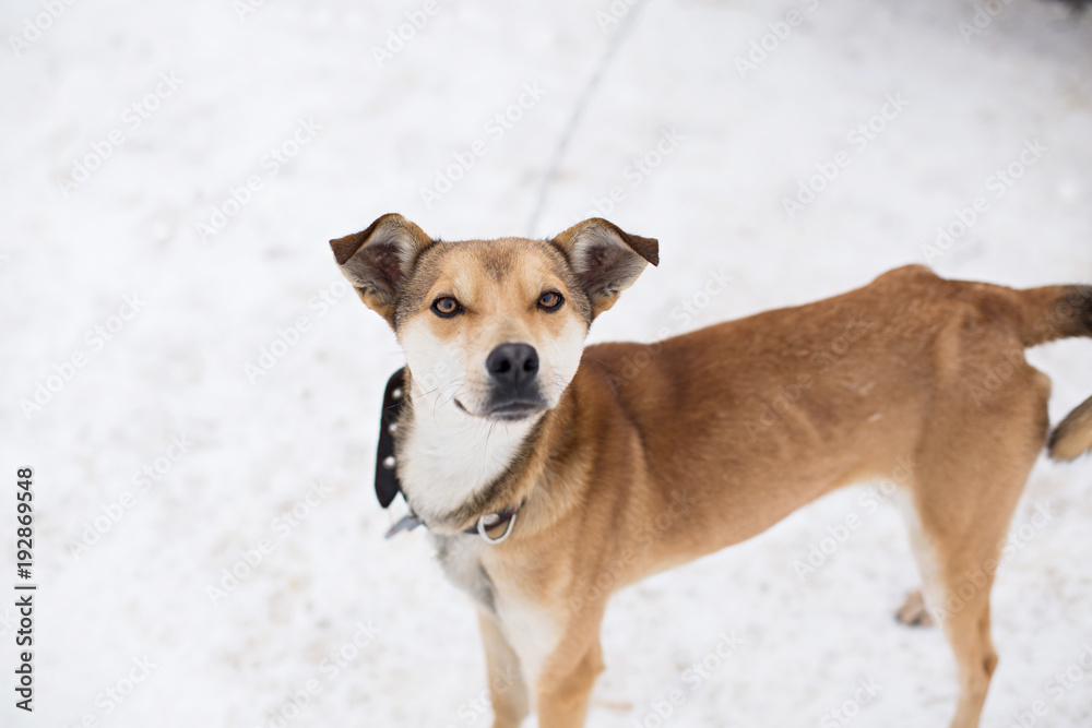 a stray dog sits on a chain in a shelter