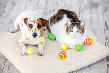 Dog and cat with easter eggs