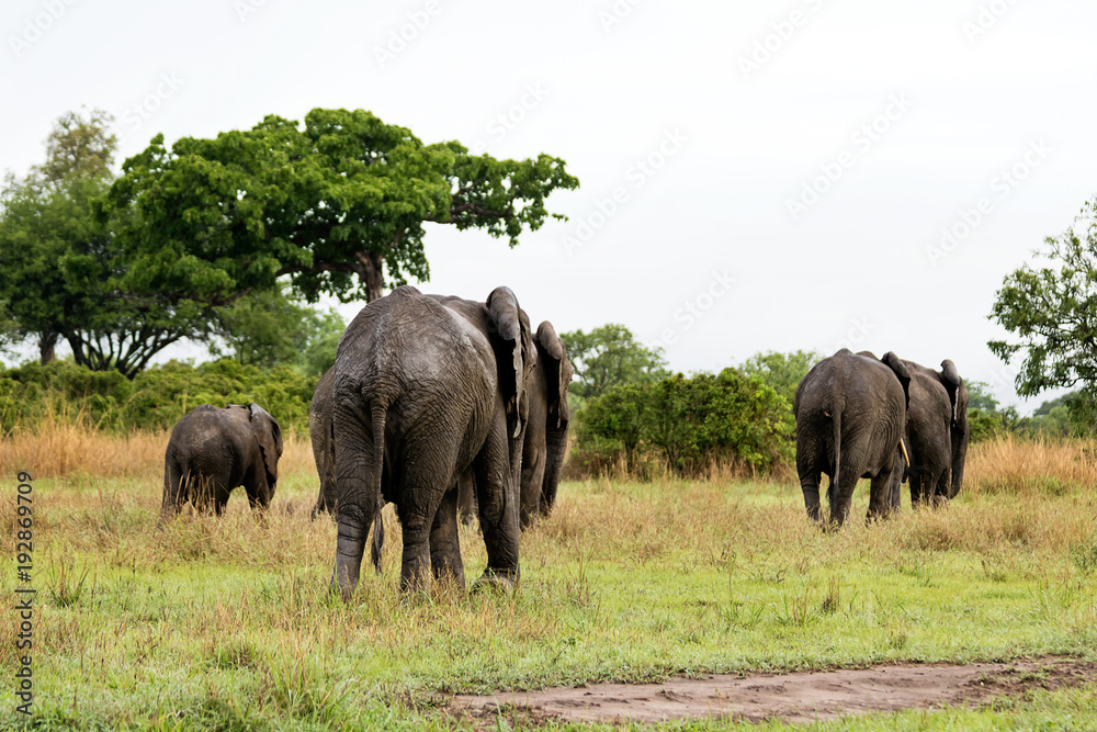 Wild elephants in the African savanna