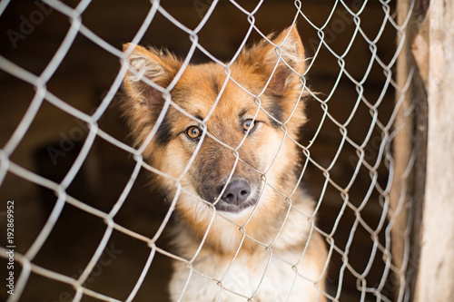 Fototapeta Naklejka Na Ścianę i Meble -  the homeless dog behind the bars looks with huge sad eyes with the hope of finding a home and a host