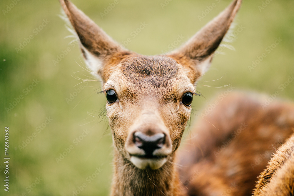 Closeup expressive fun artistic portrait of little young roe deer in wild nature territory. Tender lovely expressive emotional doe fawn muzzle. Love animals. European zoo. Mammal fearful timid deer. Closeup expressive fun artistic portrait of little young roe deer in wild nature territory. Tender lovely expressive emotional doe fawn muzzle. Love animals. European zoo. Mammal fearful timid deer.