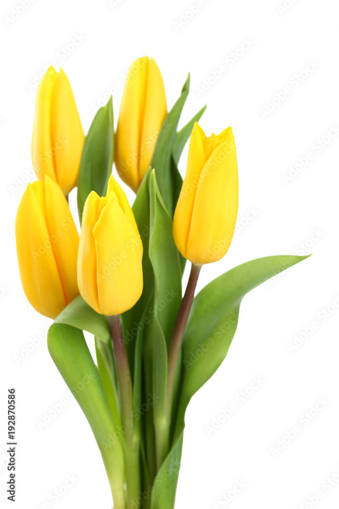 Bouquet of yellow tulips isolated on white background Bouquet of yellow tulips isolated on white background