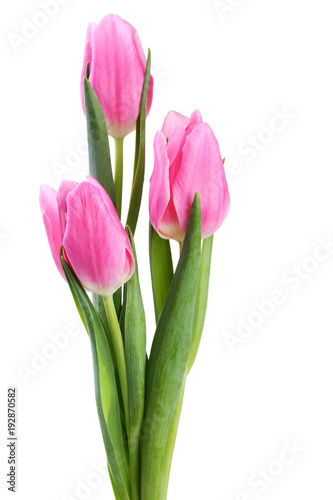 Bouquet of pink tulips isolated on white background © 5second