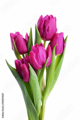 Fototapeta Naklejka Na Ścianę i Meble -  Bouquet of purple tulips isolated on white background