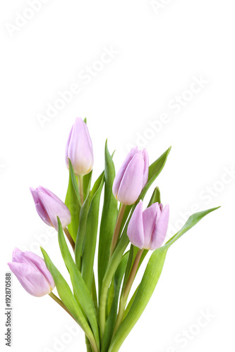 Bouquet of purple tulips isolated on white background