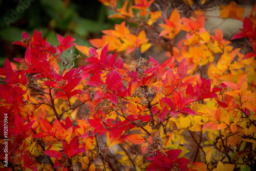 gelb rote bunte Herbst Blätter