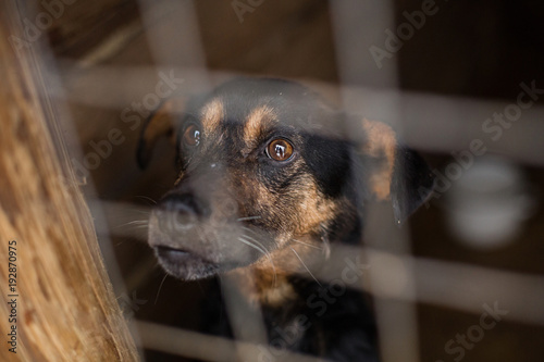 Fototapeta Naklejka Na Ścianę i Meble -  the homeless dog behind the bars looks with huge sad eyes with the hope of finding a home and a host