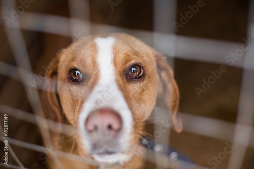 Fototapeta Naklejka Na Ścianę i Meble -  the homeless dog behind the bars looks with huge sad eyes with the hope of finding a home and a host