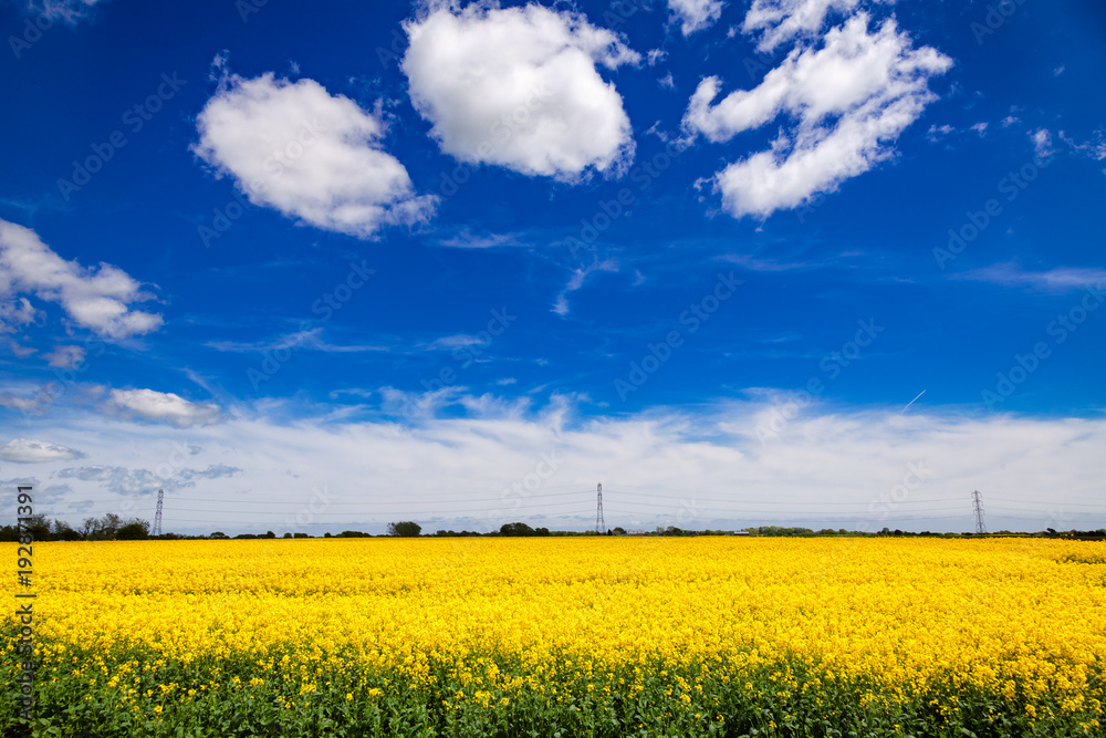 Summer rapeseed field Kent Southern England UK Summer rapeseed field Kent Southern England UK
