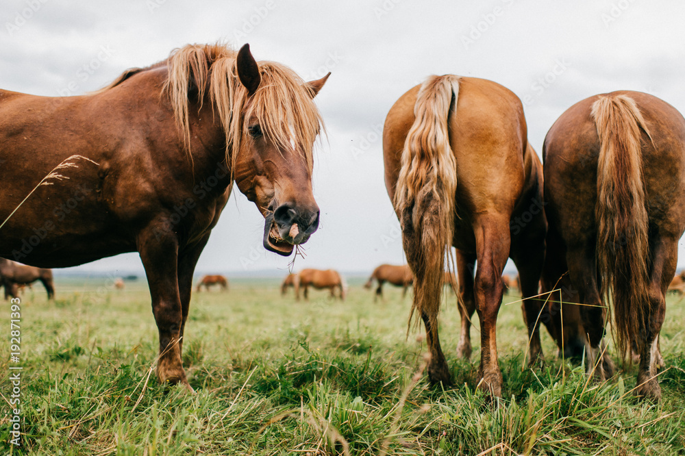Fototapeta premium Group of wild horses at pasture eating grass outdoor at nature in summer day. Livestock and cattle breeding. Agriculture in countryside. Stallions in field. Usual equine life. Indian reservation.