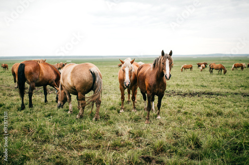 Group of wild horses at pasture eating grass outdoor at nature in summer day. Livestock and cattle breeding. Agriculture in countryside. Stallions in field. Usual equine life. Indian reservation. © benevolente