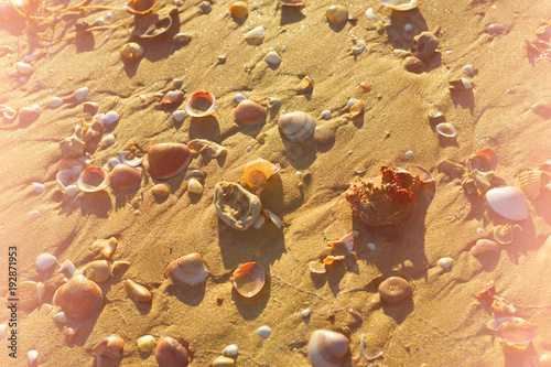 Sea shells on a sandy beach at sunset