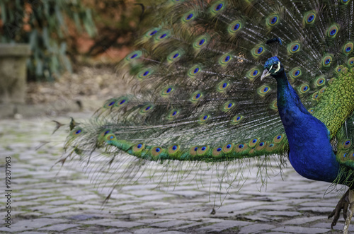 Pfau in seiner vollen pracht photo