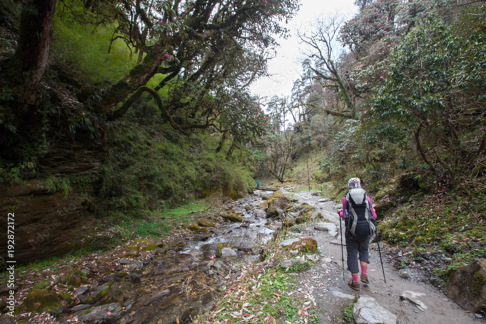 Trekker in the forest on the way to Annapurna base camp, Nepal