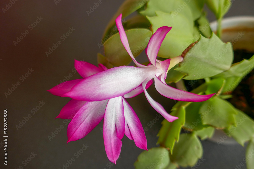 pink and white flower of a succulent plant pink and white flower of a succulent plant