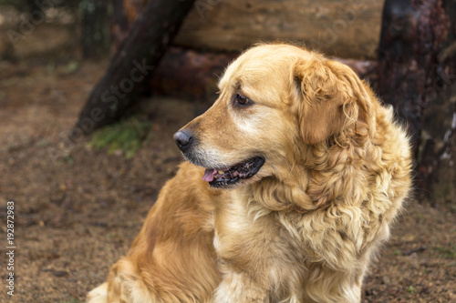 old golden retriever dog