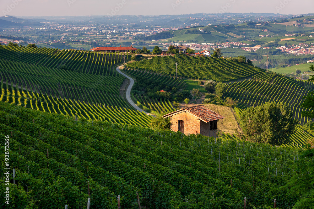 Green vineyards of Barolo, Italy.