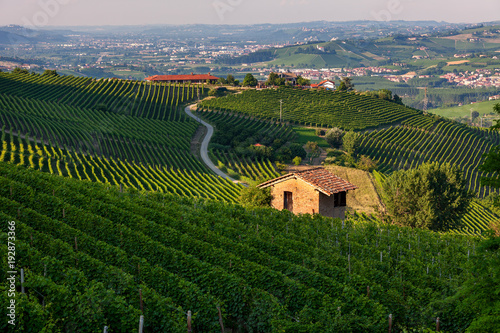 Green vineyards of Barolo, Italy.