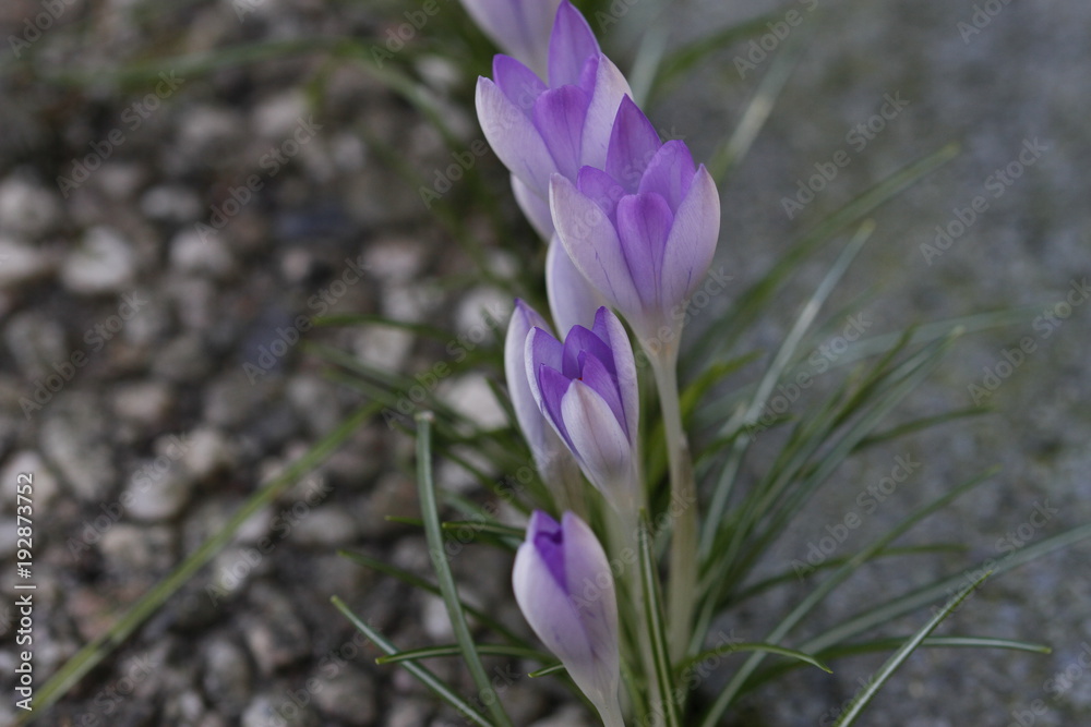 Krokusse im Frühling