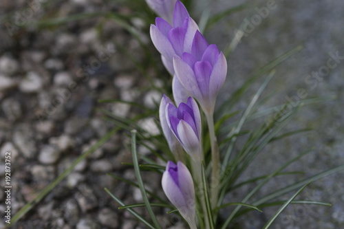 Obraz na płótnie Krokusse im Frühling w salonie