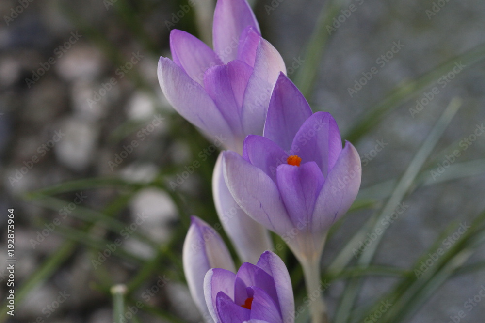 Krokusse im Frühling