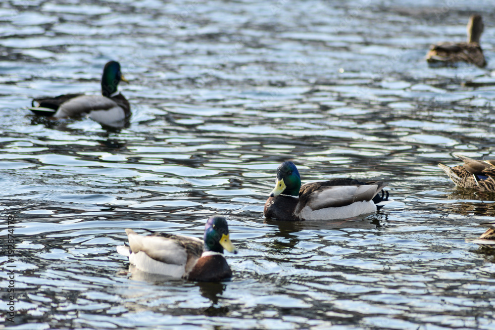 Natural background: a lot of ducks and drakes on the water, wintering waterfowl Natural background: a lot of ducks and drakes on the water, wintering waterfowl