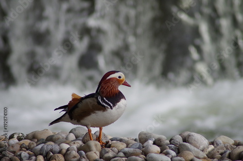 Mandarinente Mandarin Ente Isar München