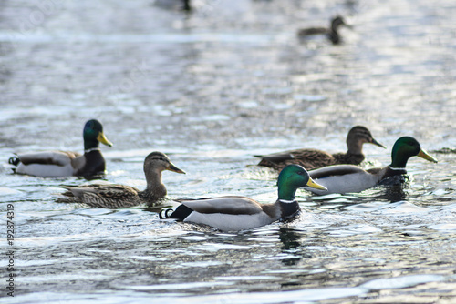 Natural background: a lot of ducks and drakes swim on the water, wintering waterfowl