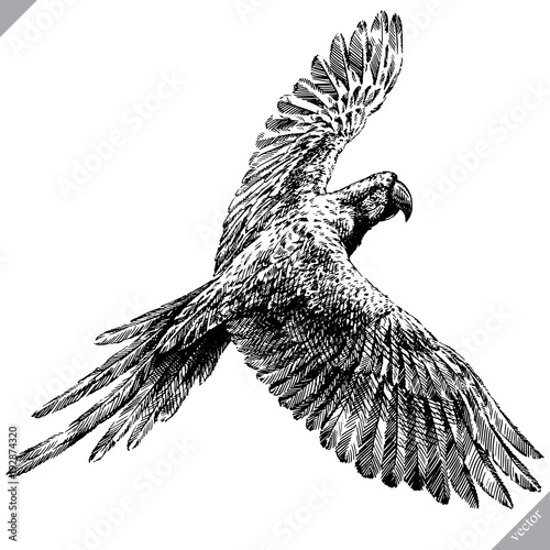 black and white engrave isolated parrot vector illustration