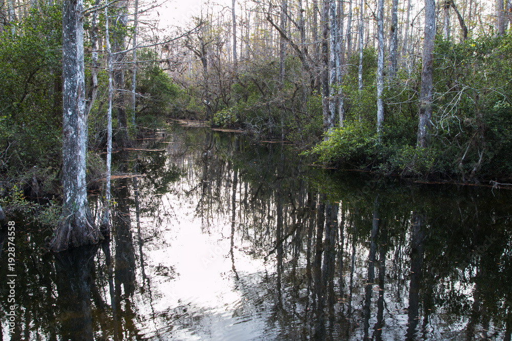 Obraz premium landscape Florida