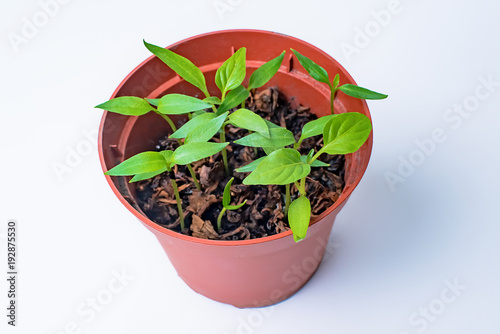 The seeds of chili pepper in a flower pot