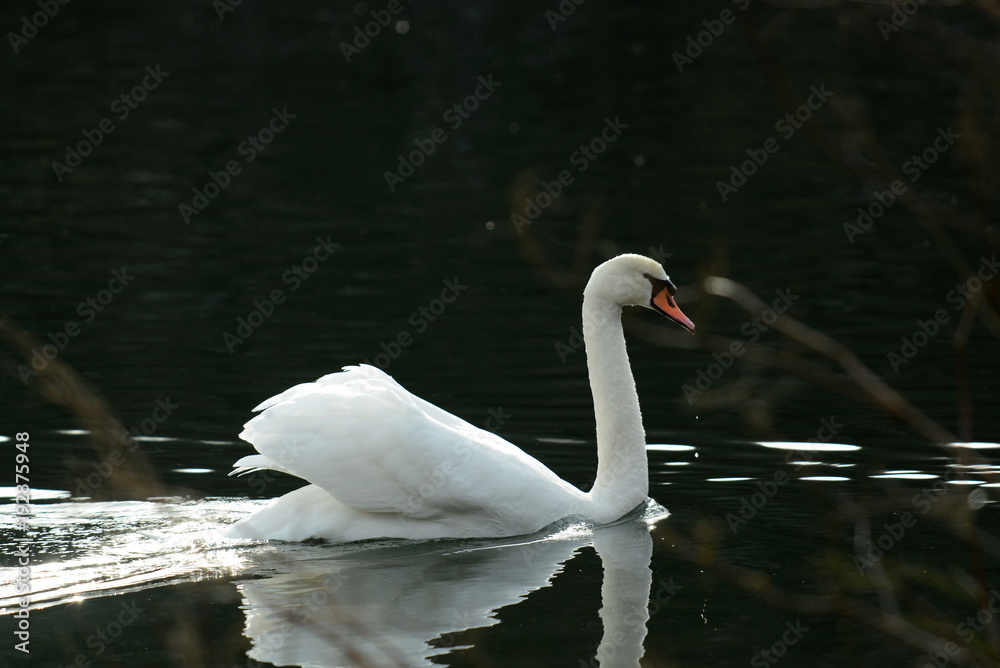 Fototapeta premium Wildenten